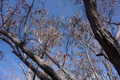 Eucalyptus caliginosa