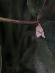 Argyrotaenia franciscana