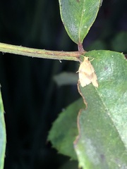 Argyrotaenia franciscana