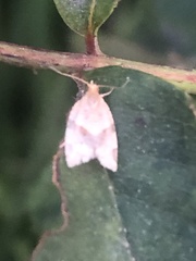 Argyrotaenia franciscana