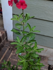 Salvia