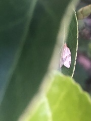 Argyrotaenia franciscana