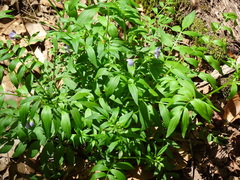 Polemonium reptans reptans