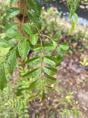 Fraxinus griffithii