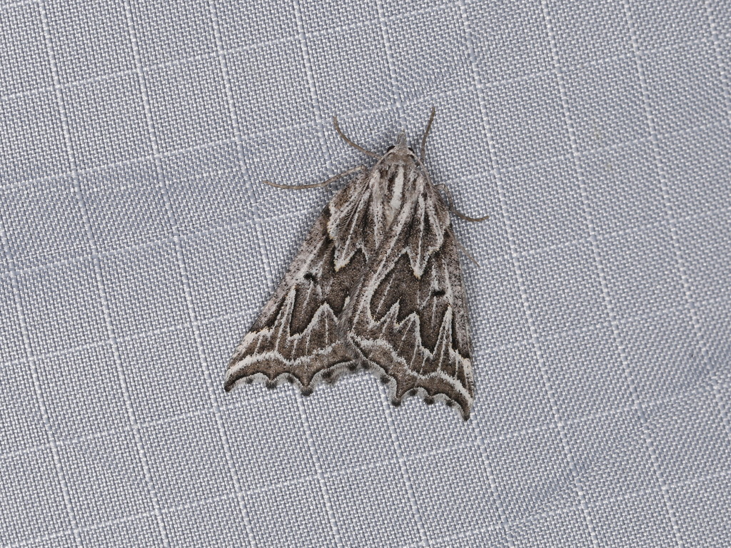Plataea personaria
