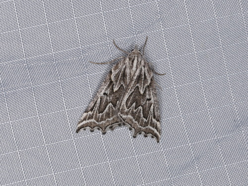 Plataea personaria
