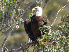 Haliaeetus leucocephalus