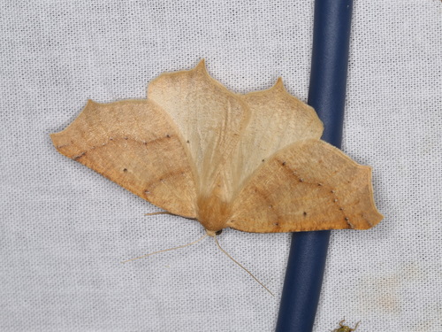 Tetracis hirsutaria