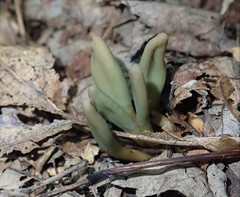 Microglossum olivaceum