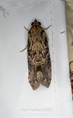 Noctuinae