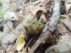 Microglossum olivaceum