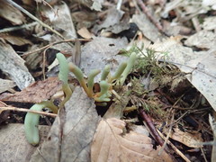 Microglossum olivaceum