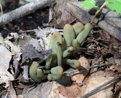 Microglossum olivaceum