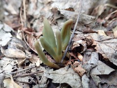 Microglossum olivaceum