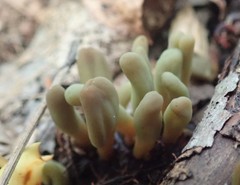 Microglossum olivaceum