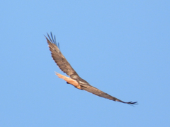 Buteo jamaicensis