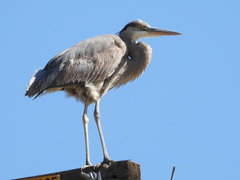 Ardea herodias