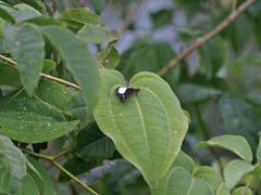 Satarupa gopala