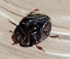 Margarinotus hudsonicus