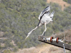 Ardea herodias