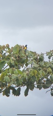 Euphonia affinis