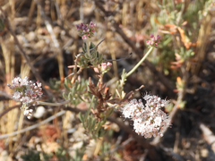 Eriogonum fasciculatum