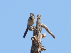 Aphelocoma californica
