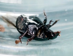 Margarinotus hudsonicus