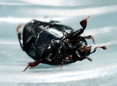 Margarinotus hudsonicus