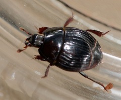 Margarinotus hudsonicus