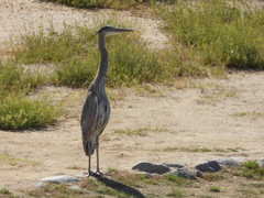 Ardea herodias