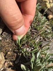 Antennaria alpina