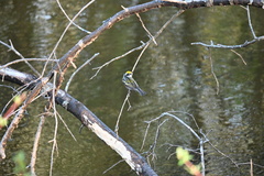 Setophaga pensylvanica