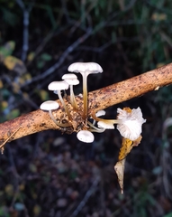 Mycena subulifera