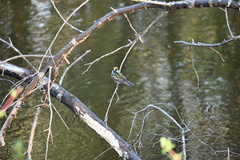 Setophaga pensylvanica