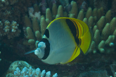 Chaetodon oxycephalus
