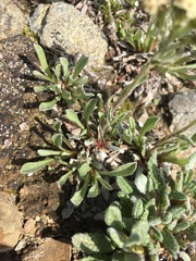 Antennaria alpina