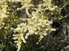 Adenostoma fasciculatum