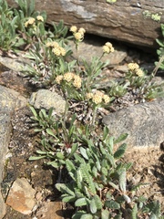 Antennaria alpina