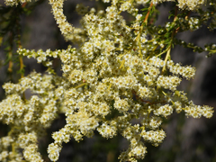 Adenostoma fasciculatum
