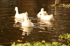 Anas platyrhynchos domesticus