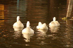 Anas platyrhynchos domesticus