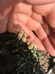 Antennaria alpina