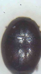 Acritus nigricornis