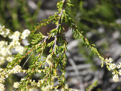 Adenostoma fasciculatum