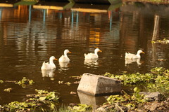 Anas platyrhynchos domesticus