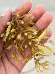 Sargassum