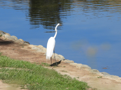 Ardea alba