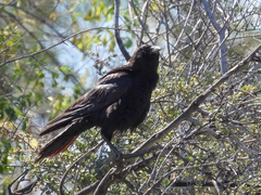 Corvus brachyrhynchos
