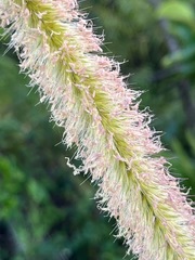 Setaria magna